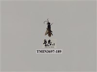 藏品(膜翅目(蜂))的圖片